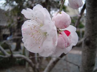 島田快林寺3008