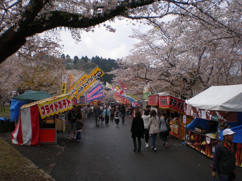 桜