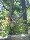 こども動物自然公園コアラ舎