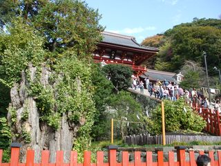 鶴岡八幡宮　大銀杏②　　2010-12-20 014