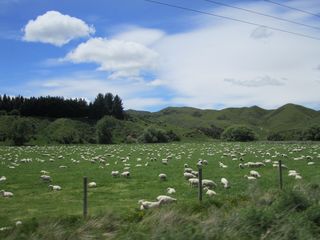 Driving sheep