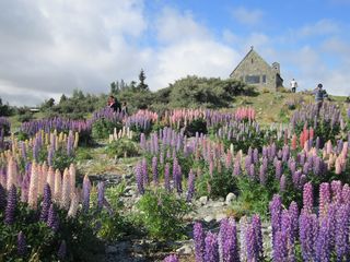 Churchu and lupinus