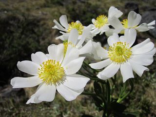 Mt cook lilly