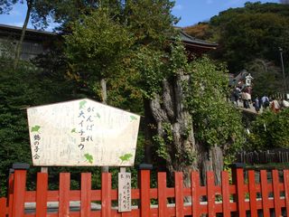 鶴岡八幡宮　①大銀杏2010-12-20 012