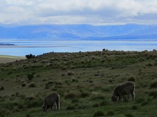 Sheep and lake tekapo