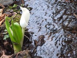 7参道の水芭蕉