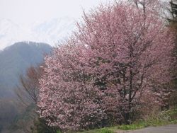 8ピンク色が緑に映える大山桜