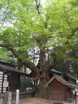 9穂高神社境内若宮社の大欅