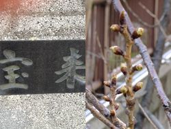 ⑧宝来橋