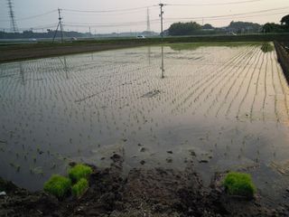 田植え