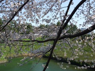 桜半蔵門201204 023