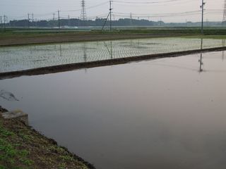 田植