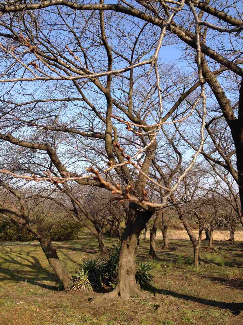 桜つぼみ