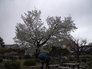 清澄庭園③