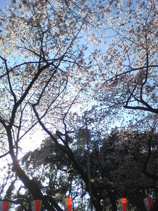 2014.3.24桜 006