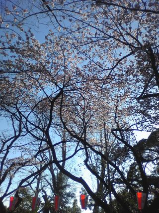2014.3.24桜 005