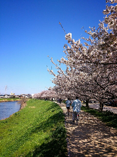 桜晴れ