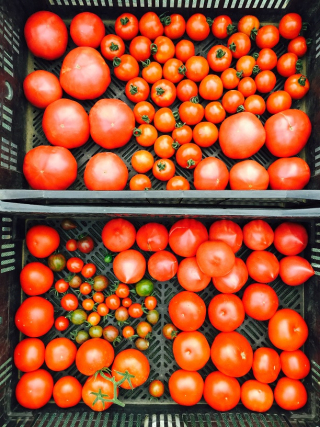 農園トマト3