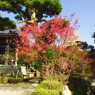 カワヅ桜