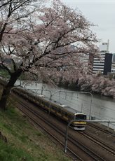 ②総武線の電車と桜
