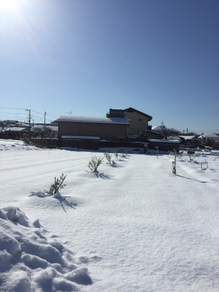 20180123 雪の中頑張るオリーブ達