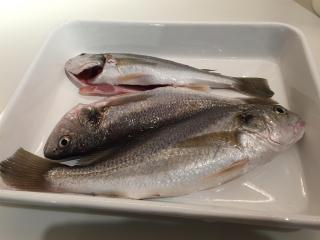 仲間の釣ったイシモチ