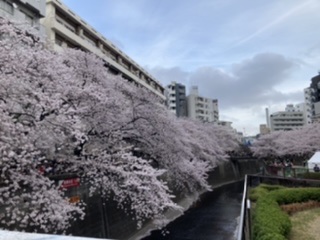 目黒川