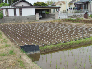 実験圃場全体（サンホープ）