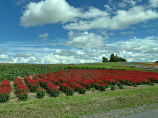 Image (6)