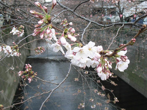Sakura1_2